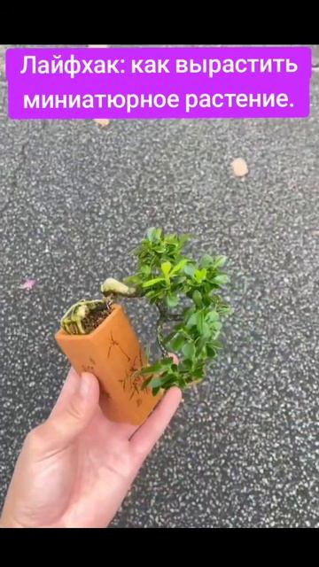 Любой цветок в миниатюрное растение,секреты выращива?