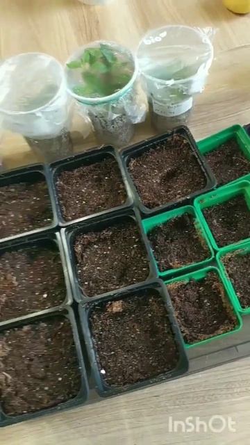 Почему рассаде не хватает места?А если серьёзно, я не з смотреть онлайн