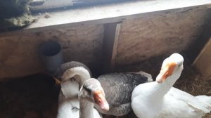 Теперь в курятнике порядок.