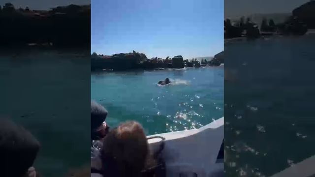 В гости к сивучам в Невельск на Сахалине