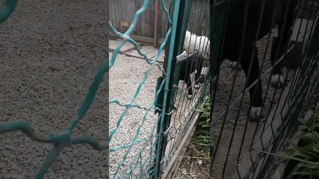 Продается щенок алабая. WhatsApp +79216520494 смотреть онлайн