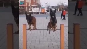 Да брата - акробата 🤩🐶👍