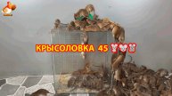 Крысоловка вариант (45) 🐀 Как сделать крысоловку своими руками и поймать кучу крыс 🐀🐁🐀