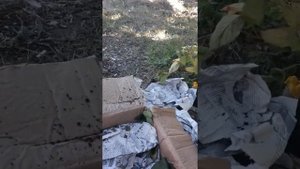 Саженцы от Светланы Татур
