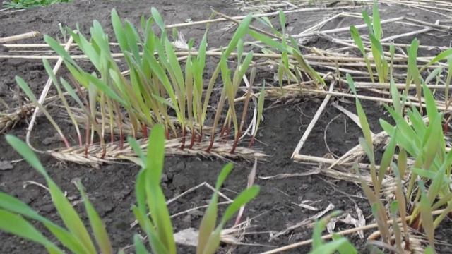 Рожь+ смотреть онлайн