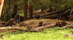 ДИНА И ЕЕ ДРУЗЬЯ В ЭФИРЕ!