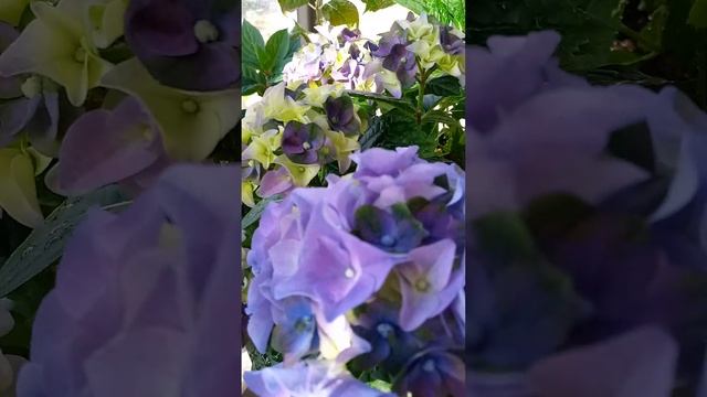 Подкормки гортензии 🌺🌿. Схема и сроки смотреть онлайн