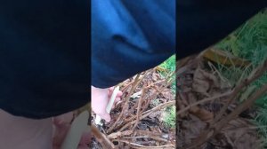 Обрезка древовидной гортензии осенью.Почему желатель