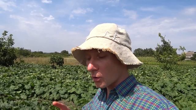 Что В ИЮЛЕ ПОСАДИТЬ на грядке после лука и чеснока, что