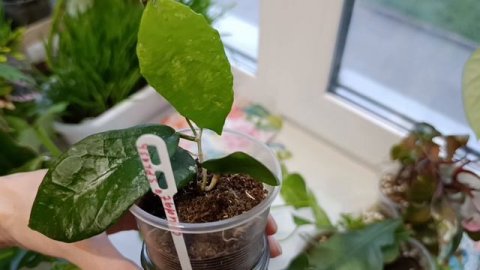 комнатные растения: полив/пересадки🪴🪴🪴🪴🪴🪴🪴🪴🪴🪴🪴