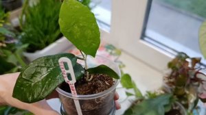 комнатные растения: полив/пересадки🪴🪴🪴🪴🪴🪴🪴🪴🪴🪴🪴