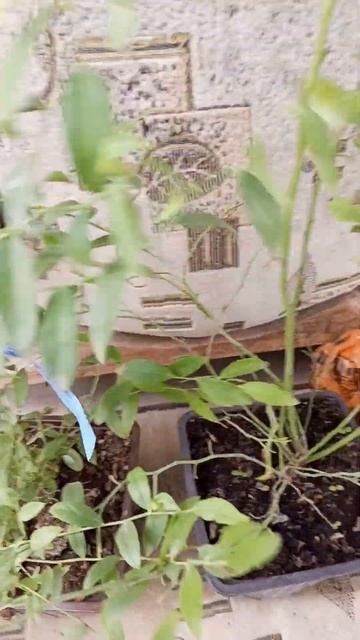 Черника. 30.09.24 Новые растения в нашем саду. смотреть онлайн