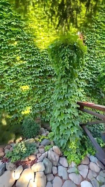 Лиана для дизайна и забора смотреть онлайн