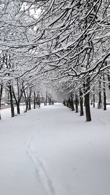 Аллея в снегу