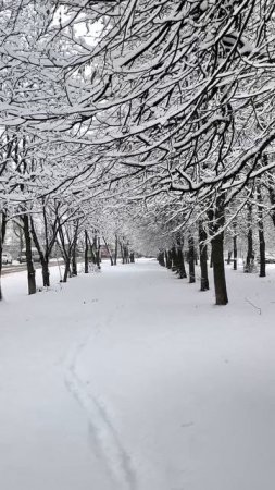Аллея в снегу