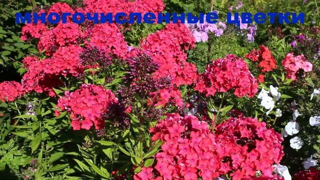 Флокс Калинка смотреть онлайн