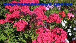 Флокс Калинка