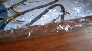 Старые семена цинии, как определить махровые! Обзор ма