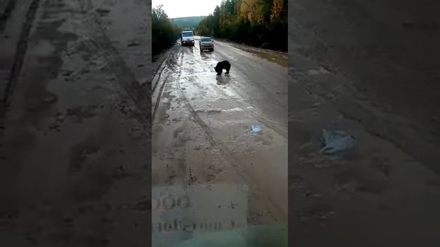 Опасный медведь попрошайка.