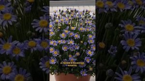 Фелиция #цветы