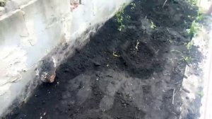 посадка малинового дерева