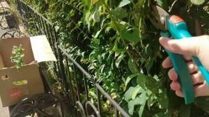 Живая изгородь из барбариса. Стрижка/Garden. Hedge