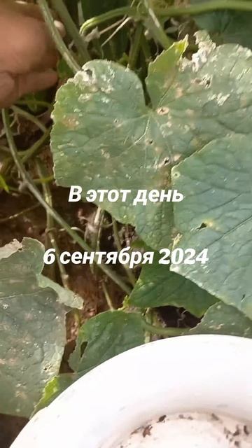 В этот день . 6 сентября 2024 . Воспоминания . #вэтотдень #В смотреть онлайн