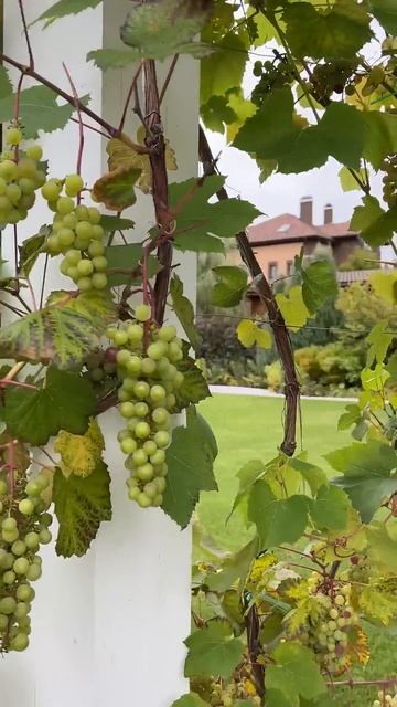 Виноград в Подмосковье смотреть онлайн