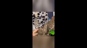 Приколы с животными