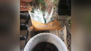 Пересадка Виолы