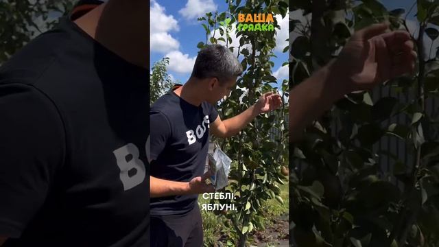 Як не допустить гниль врожаю ще на стадії дозрівання т смотреть онлайн