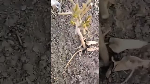 Розы, саженцы. Выращивание шиповника