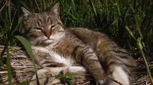 Если кошка любит спать в хозяйской постели, что это зн?