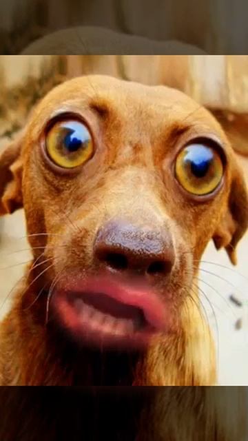 Смехотень смотреть всем " твоя собачка"* смотреть онлайн