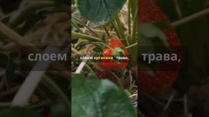 4 способа удержания влаги в почве #садоводство #гидрог?