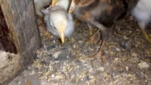 Сколько нужно вывести цыплят? Чтобы хватило. смотреть онлайн