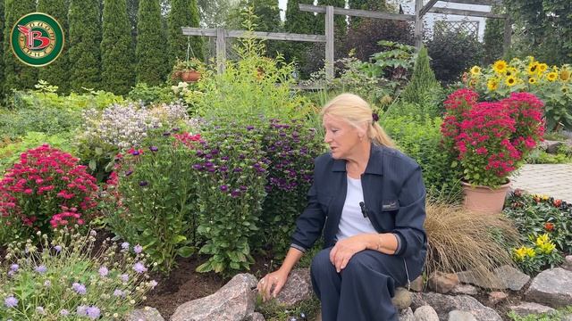 Необычная Астра Трубадур: Особенности и тонкости выр? смотреть онлайн