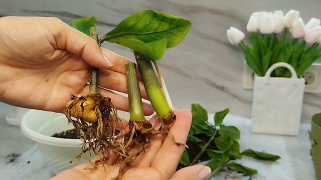 ЗАМИОКУЛЬКАС. Как НАРАСТИТЬ КЛУБНИ у ЧЕРЕНКОВ. Удобре?