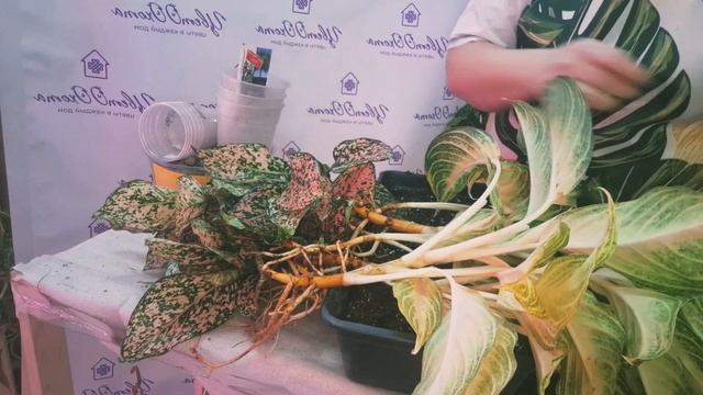 Пересадка двух Аглаонем Пинк Панама и Леопард. Видео о смотреть онлайн