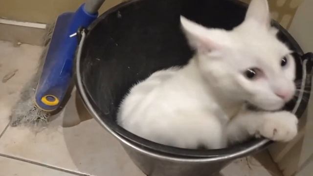 Доброе утро со Снежком и компанией смотреть онлайн