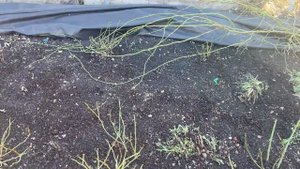 Розы. Пьер де Ронсар и другие, как перезимовали (Урал, 2-