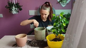 Пересадка фикуса бенджамина в новое кашпо