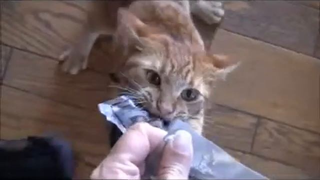 Коеэ отжигают!