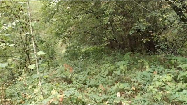 ТРАВМА МОРГАНА И ОСЕННЯЯ ПРОГУЛКА