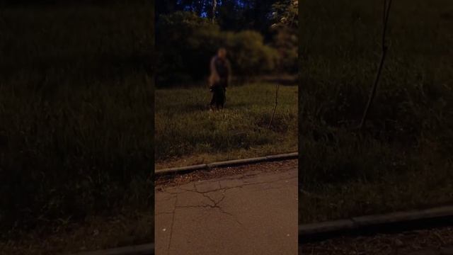 "ТРИ РАЗА КИНУЛАСЬ НА РЕБЁНКА": в парке "Оптимистов" пёс без намордника едва не искусал ребенка.