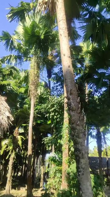 Assam Oasis： A Majestic Home Amongst Fan Palms #trending #viral #reels #asmr #nature #india #assam