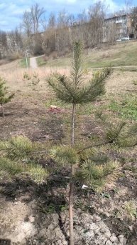 Весенние сосны около парка