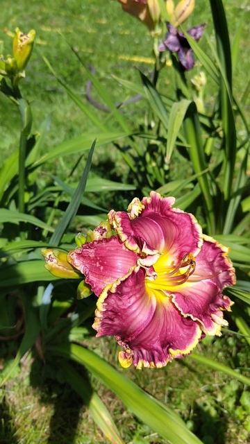 Лилейник Merlot. Красавец #сад #цветы #дача #лилейники #flower смотреть онлайн