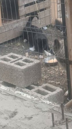 Котенок Стеша проверяет- кто это