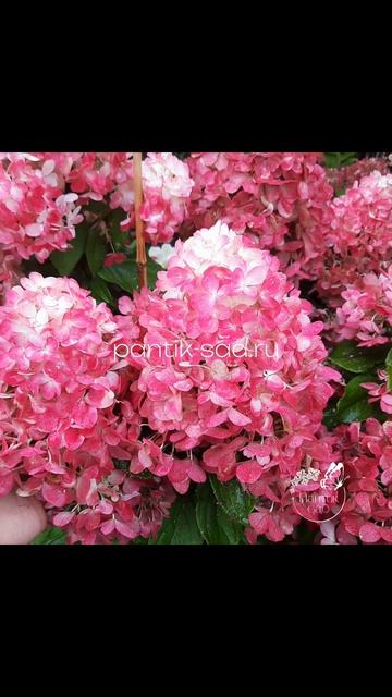 Bonfire 💥Метельчатая гортензия. Саженцы в наличии. Алта? смотреть онлайн